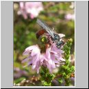 Mimesa sp - Grabwespe 01b 7mm.jpg